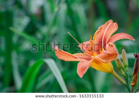 Orange spring lily bud closeup