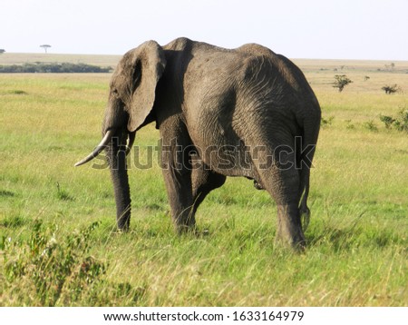 A lone elephant in the African savannah
