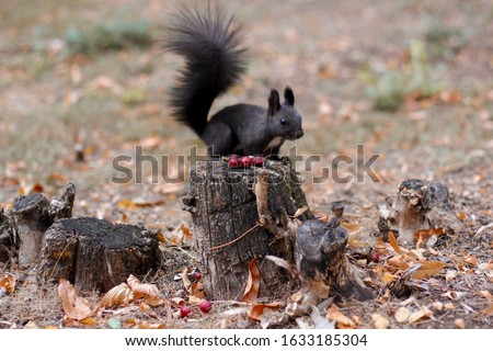 squirell forest natural nature nut