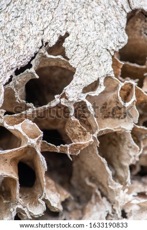 A close-up picture of an elephant skull exposed to the African sun in the veld reveals delicate detail in the bleached bone structure