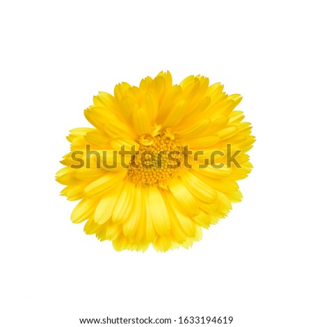 close up of pot marigold flower isolated on white background