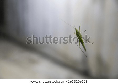The beautiful pattern grasshopper on the window