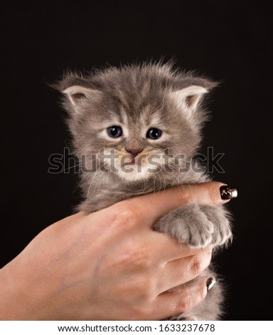 Fluffy Maine Coon kitten on the female hand over black background