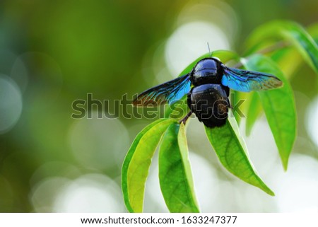 Big black bug with blue wings isolated on green background, suitable for powerpoint presentation