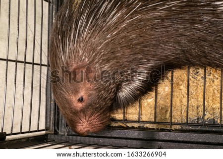 Large Porcupine, Common Porcupine, East Asian Porcupine. Close up of a big porcupine is relaxing with concrete and wheat straw in the background
