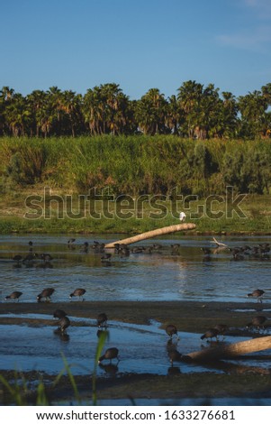 The estuary of San José, is the most important natural space in town,  more than 200 species of animals (70% birds)  can be found here in this quiet peaceful place 