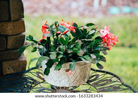 Blossom of  flower in a pot Royalty-Free Stock Photo #1633283434