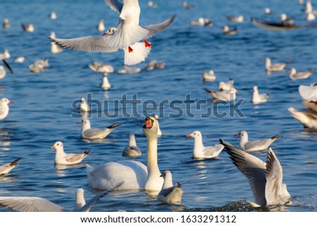 A view of seashore crowded with birds-swans, Silver seagulls ,Yellow -legged gull and Herring gulls,crows-young and adult animals raise a fuss and bustle off shore Varna beach on a nice winter day