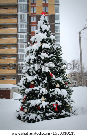 Coniferous trees covered with snow on background of urban environment. City greening. Stock photo for web and ptint. 