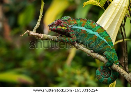 The panther chameleon (Furcifer pardalis) is a species of chameleon found in the eastern and northern parts of Madagascar in a tropical forest biome.  Royalty-Free Stock Photo #1633316224