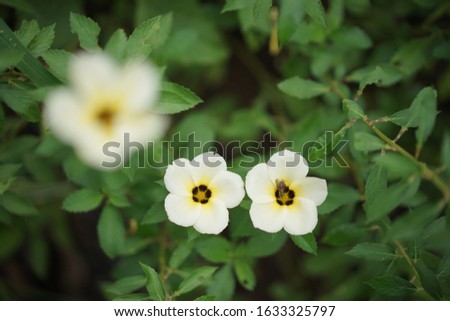 Beautiful white flowers for romantic floral background