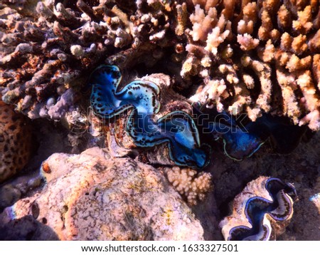 Scuba dive in red sea in shallow waters : Giant clam macro