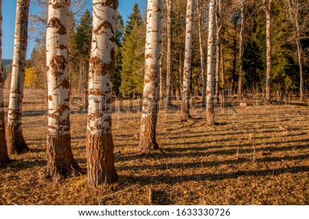 Side lit white barked trees standing at the edge of a field with a clear blue sky and green pine forest in the background