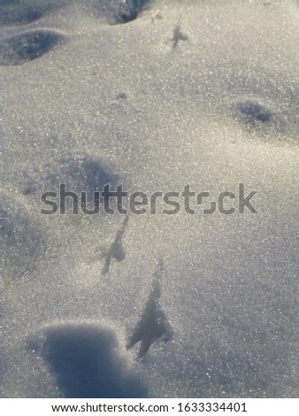 Bird footprint in the snow