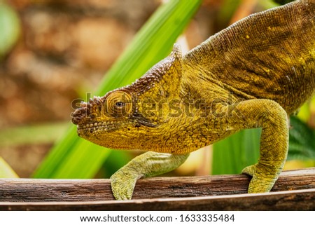 The short-horned chameleon has a compressed body, spindly limbs, grasping feet and a prehensile tail allowing it to negotiate the branches and twigs of its arboreal habitat
