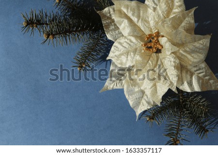 Christmas composition. Christmas poinsettia flower and fir branches, on a blue background. The view from the top. The concept of a New year.