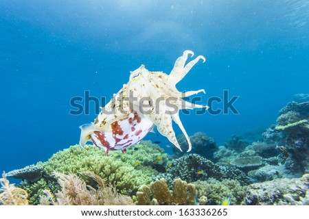 take photo under colorful cuttlefish