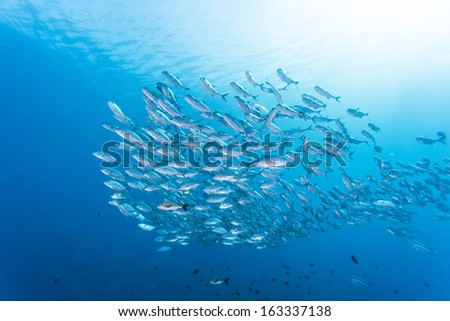 diving with group of jack fish Royalty-Free Stock Photo #163337138