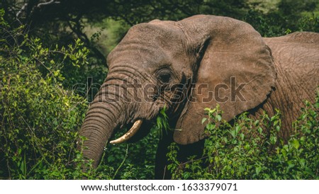 Elephant in the bush in Lake Manyara national park Tanzania