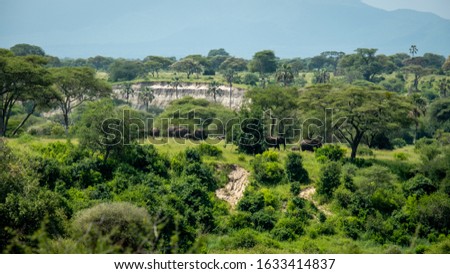 Elephants moving in the bush forrest in Tanzanite National pak Tanzania