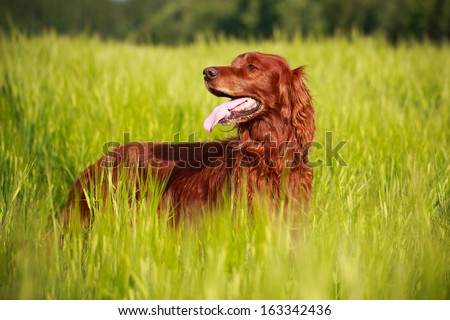 Red irish setter dog in field Royalty-Free Stock Photo #163342436