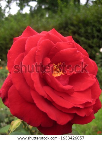 macro photo with a decorative background of a beautiful red flower of a Bush rose plant for landscaping and landscape design as a source for prints, posters, decor, interiors, Wallpaper, advertising