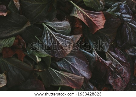 Abstract background of colorful leaves at winter. Hoarfrost on the leaves, atmospheric photo.