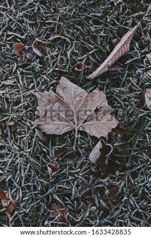 Abstract background of dry autumn maple leaf at winter. Hoarfrost on the leaf, atmospheric photo.