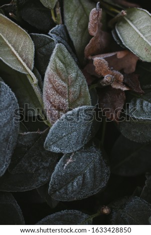Abstract background of green bay leaf on bush bush at winter. Hoarfrost on the bay leaves, atmospheric photo.