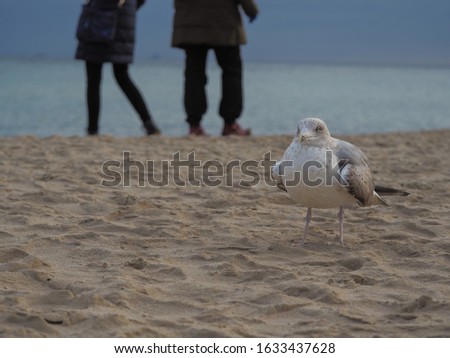Wild Silver Seagull /Larus argentatus/on the sandy beach in Sopot