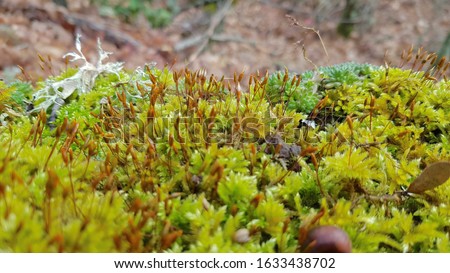 Moss growing in winter in macro view