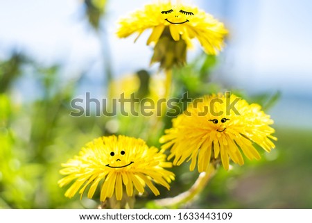 dandelion - yellow fluffy flowers. funny family dandelions smile face, cute picture. summer time season. symbol of love and friendship