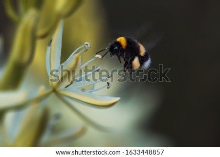 It is a picture on a bumblebee near the flower