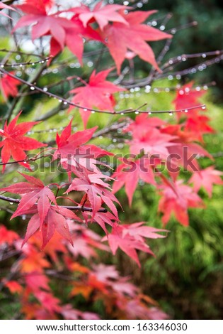 Multiple red leaves on a branch with dew vertical