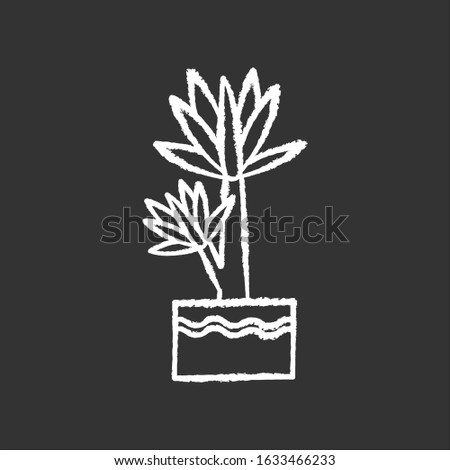 Yucca chalk white icon on black background. Small exotic indoor palm. Mexican tree. Decorative houseplant with pointed leaves. Natural home, office decor. Isolated vector chalkboard illustration