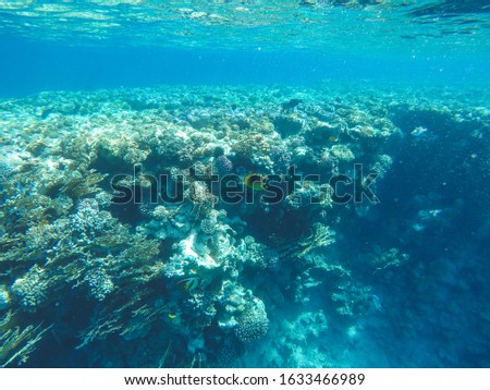 Coral reef in Red sea. Underwater life in Egypt. Small fishes and corals in blue sea. Memory card from vacation. Close up pictures of underwater beauty.