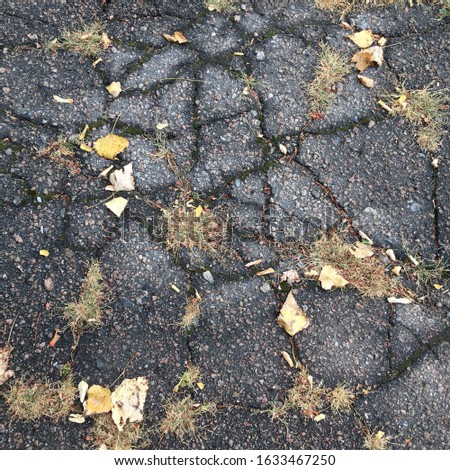 Wet textured asphalt with cracks and autumn leaves