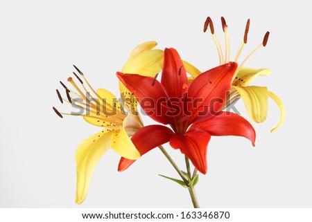three lily isolated on a gray background