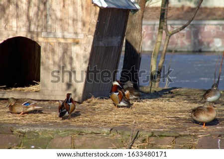 Wild duck, tangerine, in the natural environment, on the island together with other ducks winter.