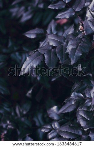 Abstract background of green leaves and orange dry leaf. Atmospheric photo with author color processing.