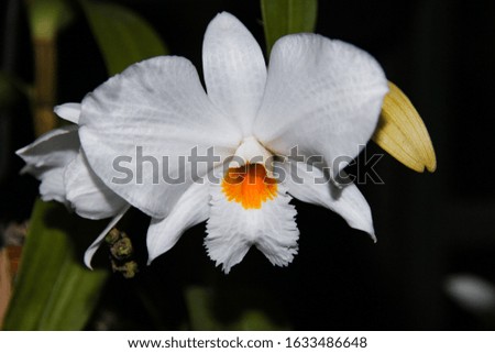 Beautiful white phalaenopsis flower close-up on a dark background