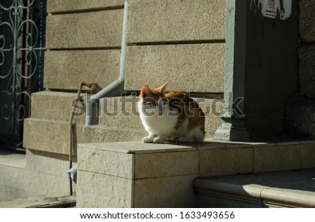 A street cat is walking along the street. The cat is sitting on the street. The red cat basks in the sun.