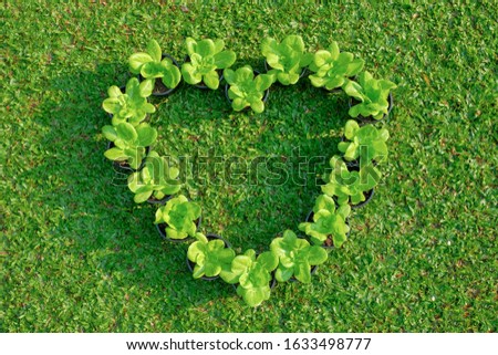 heart shape of fresh salad vegetable on green grass floor. vegetarian lover concept picture.