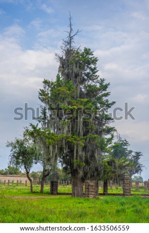 Tree with with waterfalls of hay