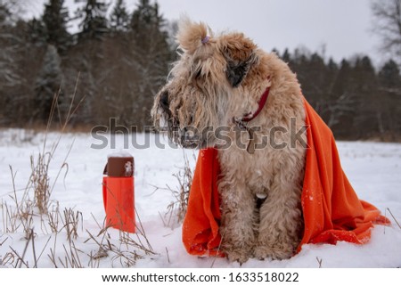 Photo of a dog, a wheat Terrier, in a bright orange plaid, sitting in a snow-covered clearing. Next to it is an orange thermos.