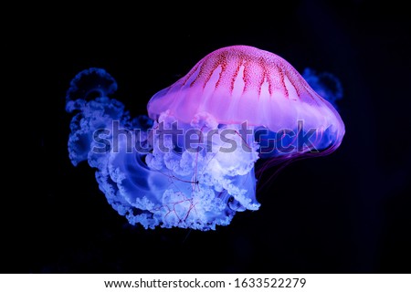 The Purple-striped Jellyfish (Chrysaora colorata) isolated on black background Royalty-Free Stock Photo #1633522279