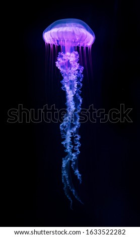 The Purple-striped Jellyfish (Chrysaora colorata) isolated on black background Royalty-Free Stock Photo #1633522282