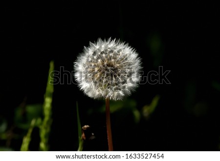 Isolated flower of Taraxacum officinale, the common dandelion, photographed in the undergrowth with a dark background.