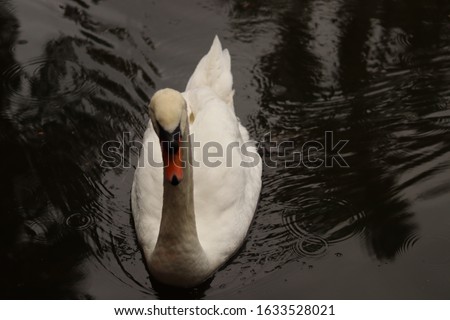 A white Swan swimming in a Pond 