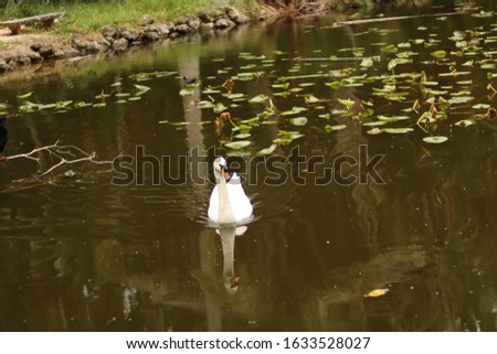 A white Swan swimming in a Pond 